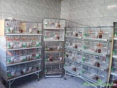 Canários de cor vermelhos