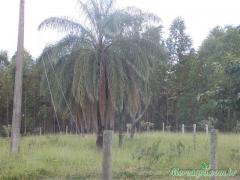 SITIO COM 25 HECTARES.