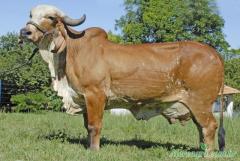 VENDO DUAS VACAS PARIDAS GIR LEITEIRO.
