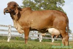 VENDO DUAS VACAS PARIDAS GIR LEITEIRO.