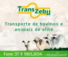 Transporte Animais de Elite - TransZebu