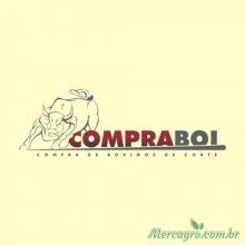 Compra de Bovinos para abate