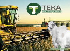 Consultoria Agropecuária